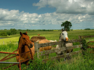 Картинка животные лошади
