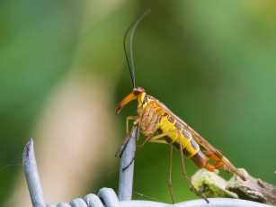 Картинка животные насекомые