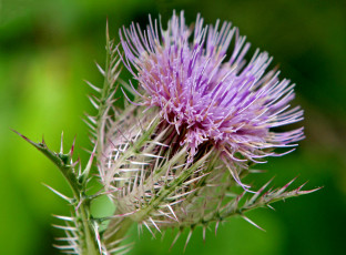 Картинка цветы Чертополох репейник