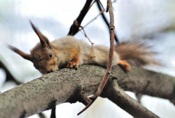 Картинка авт сотсков николай животные белки