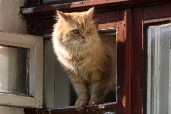 Картинка животные коты