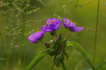 Картинка цветы традесканции