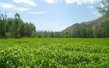 Картинка природа луга