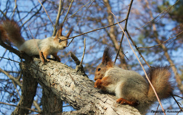 Картинка авт григорий николаев животные белки