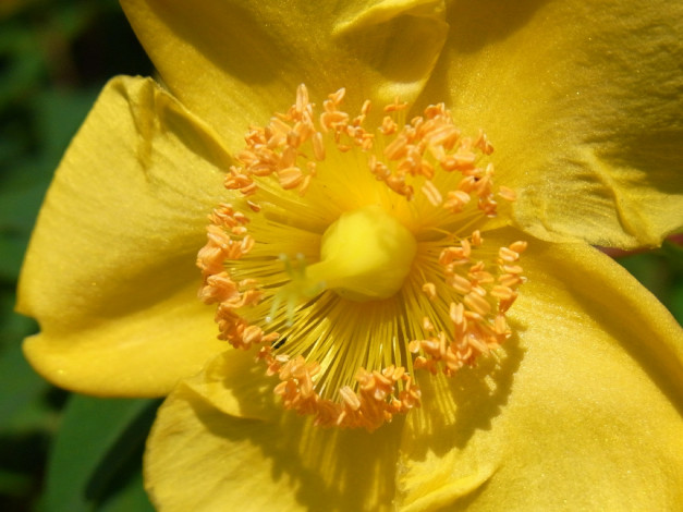 Обои картинки фото цветы