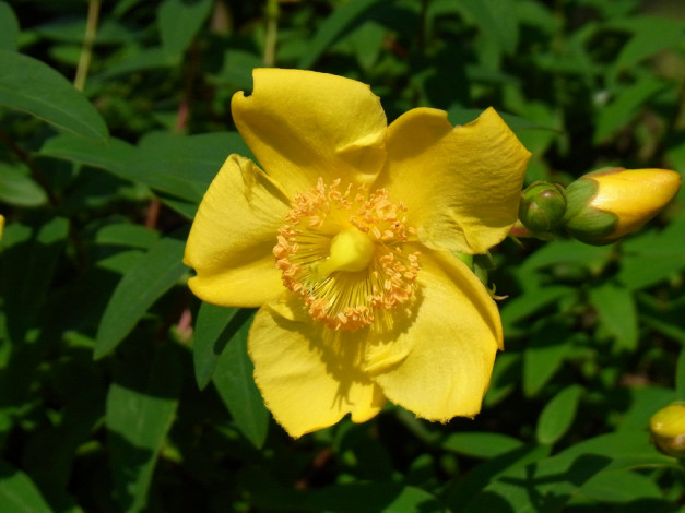 Обои картинки фото цветы