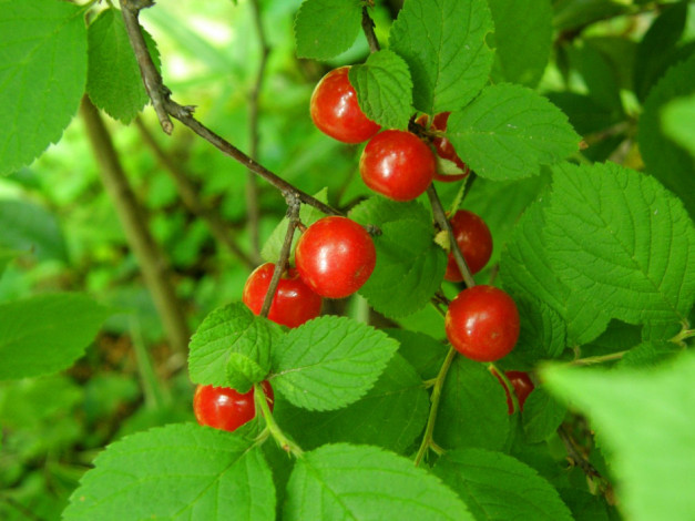 Обои картинки фото природа, Ягоды