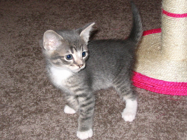 Обои картинки фото животные, коты