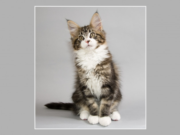 Обои картинки фото животные, коты