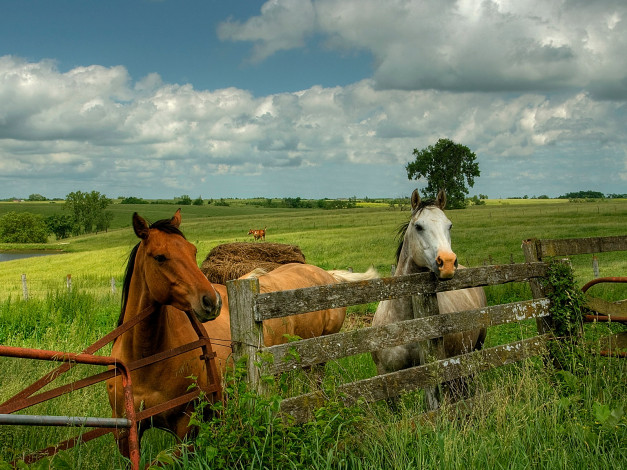 Обои картинки фото животные, лошади