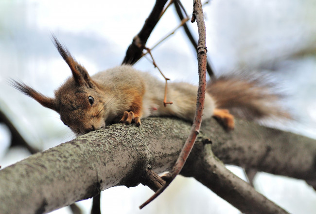 Обои картинки фото авт, сотсков, николай, животные, белки