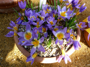 Картинка цветы крокусы вазон