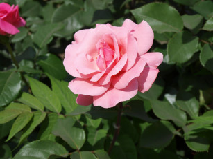 Картинка цветы розы роза