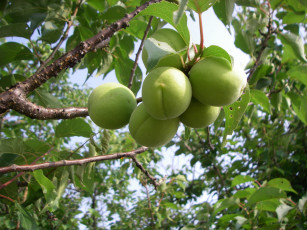 Картинка природа плоды ветка листья