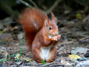 Картинка животные белки хвост рыжий