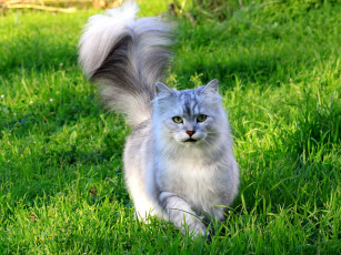 Картинка животные коты хвост пушистый