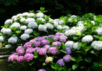 Картинка цветы гортензия кусты розовый белый