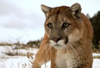 Картинка животные пумы горный лев взгляд снег