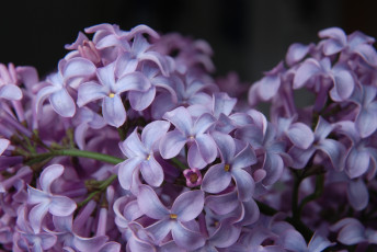 Картинка цветы сирень сиреневый макро