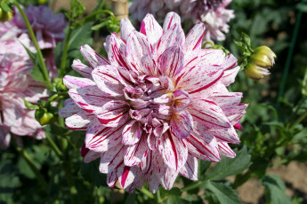 Картинка цветы георгины