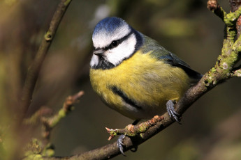 Картинка животные синицы лазоревки лазоревка