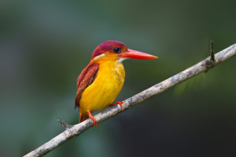 Картинка животные зимородки клюв яркий