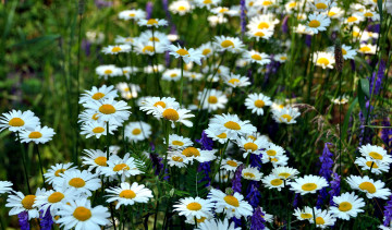 Картинка цветы луговые полевые ромашки луг