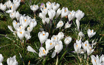 Картинка цветы крокусы трава
