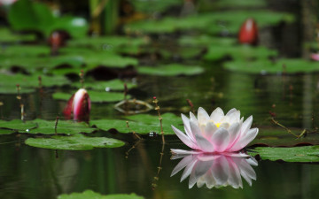 Картинка цветы лилии водяные нимфеи кувшинки вода лилия листья