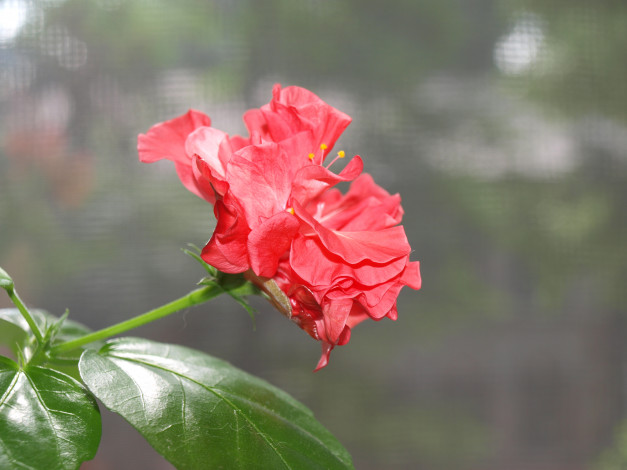 Обои картинки фото цветы, гибискусы