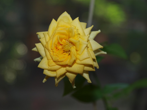 Обои картинки фото цветы, розы, роза