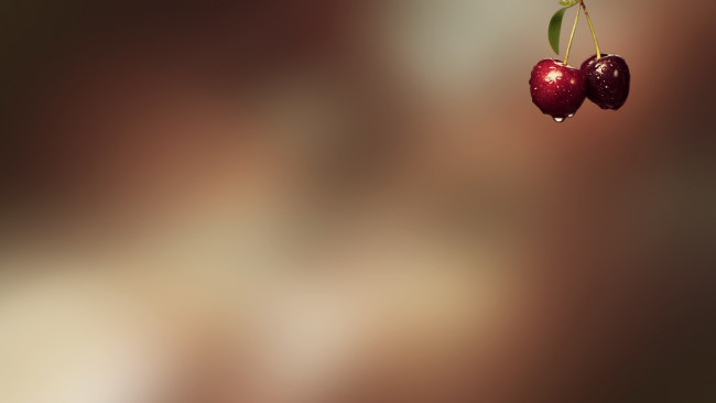 Обои картинки фото природа, Ягоды, листочек, черешня