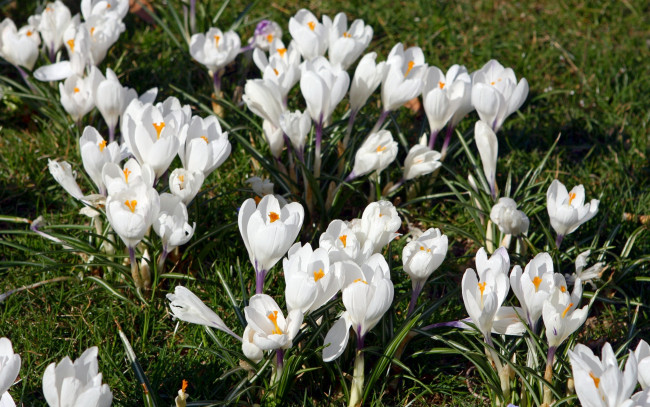 Обои картинки фото цветы, крокусы, трава