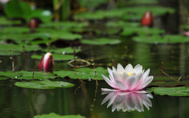 Обои картинки фото цветы, лилии, водяные, нимфеи, кувшинки, вода, лилия, листья