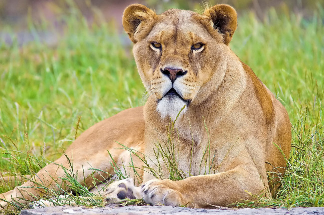 Обои картинки фото животные, львы, морда, львица, взгляд