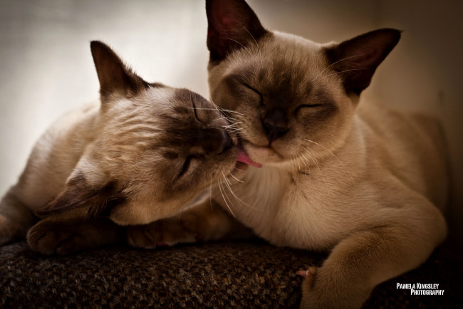 Обои картинки фото животные, коты, сиамский, нежности