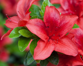 Картинка цветы рододендроны азалии макро