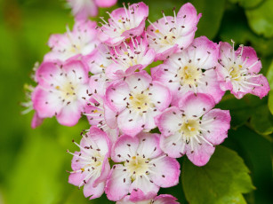 Картинка цветы цветущие деревья кустарники цветение макро соцветие