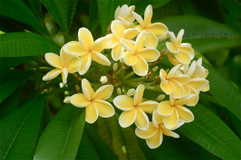 Картинка цветы плюмерия франжипани соцветие