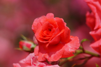 Картинка цветы розы красный