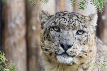 Картинка животные снежный барс ирбис морда портрет