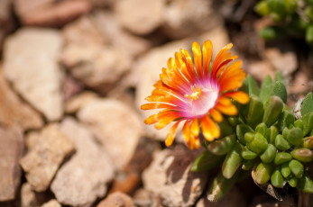 Картинка цветы аизовые лепестки