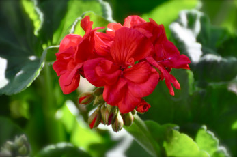 Картинка цветы герань макро