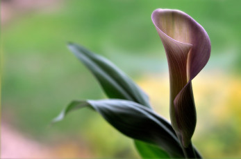 Картинка цветы каллы одинокий бутон