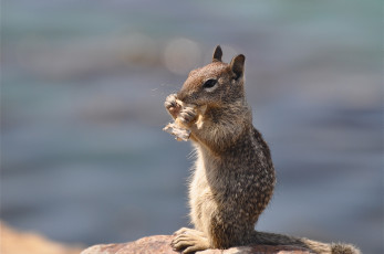 Картинка животные белки камень