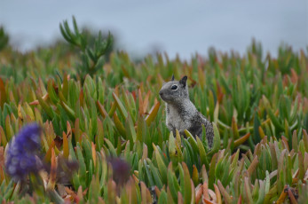 Картинка животные белки растительность