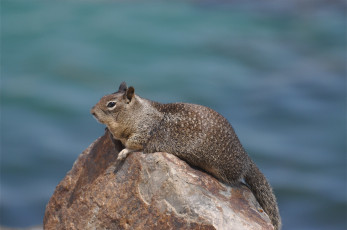 Картинка животные белки толстушка камень