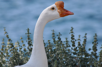 Картинка животные гуси гусак шея