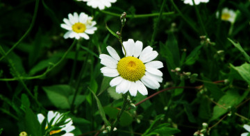 Картинка цветы ромашки луг зелень