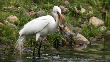 Картинка животные цапли рыба улов добыча